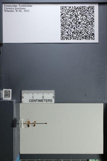 Media type: image;   Entomology 525476